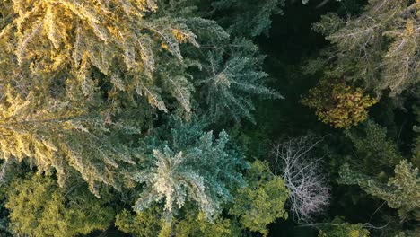 Drone-view-flying-over-the-tree-tops-looking-downward-on-Vancouver-island
