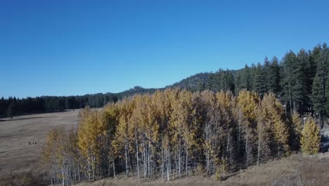 drone-shot-of-yellow-trees-during-a-cold-autumn-afternoon