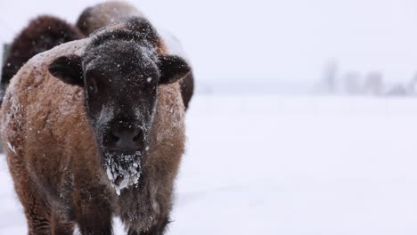 bison-calf-looks-at-you-then-away-in-snowstorm-slomo