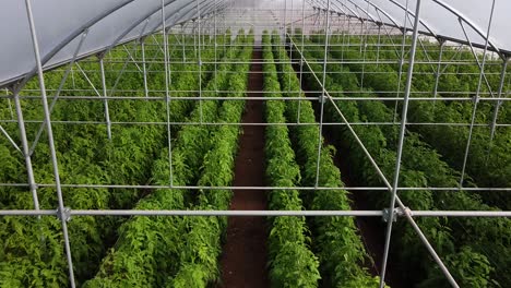 Aerial-drone-shot-over-rows-of-tomato-plants-growing-inside-a-large-greenhouse