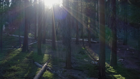Sun-flare-through-trees-in-Sequoia-National-Forest,-California