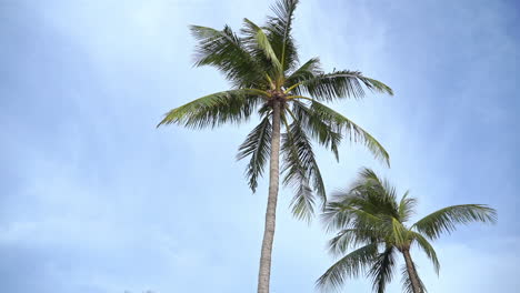 Zwei-Palmen-Zieren-Einen-Wunderschönen-Tropischen-Blauen-Himmel
