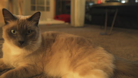 Seal-Point-Siamese-domestic-cat-laying-on-carpet,-medium-shot-truck-right