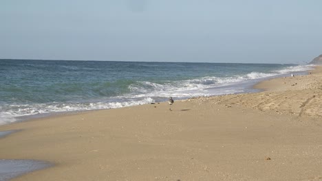 A-lone-Sandpiper-walks-along-a-sandy-beach-in-Mexico,-Rocky-Point,-Puerto-Peñasco,-Gulf-of-California,-Mexico