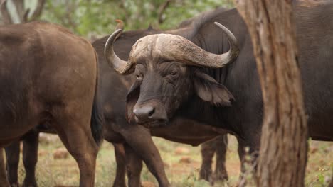 Dunkler-Männlicher-Afrikanischer-Kaffernbüffel-Kaut-Wieder-Und-Schaut-Direkt-In-Die-Kamera