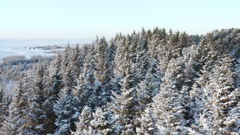 Icelandic-pine-trees-covered-in-fresh-snow-during-winter,-aerial