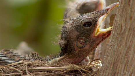 Closeup-of-sleepy-cute-little-chick-bird-begging-for-food,-slow-motion,-static