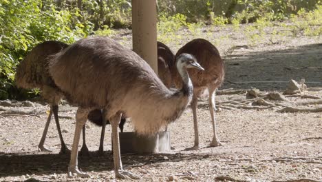 Close-up-of-emu-in-farm.-Handheld-shot