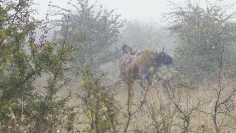 Pair-of-european-bison-bonasus-eating-leaves-in-a-thicket,fog,Czechia