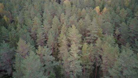 Aerial-Top-Down-View-of-Green-Pine-and-Spruce-Conifer-Treetops-Forest-in-the-Autumn