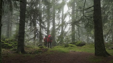 Hikers-with-black-dog-in-a-misty-forest-with-tall-trees