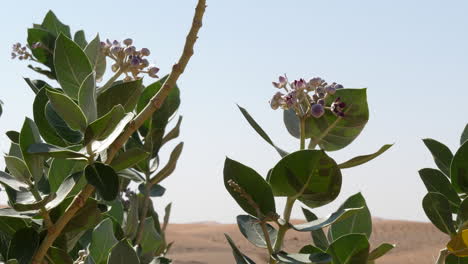 Flowers-of-Calotropis-procera,-Apple-of-Sodom,-moving-in-the-desert-wind