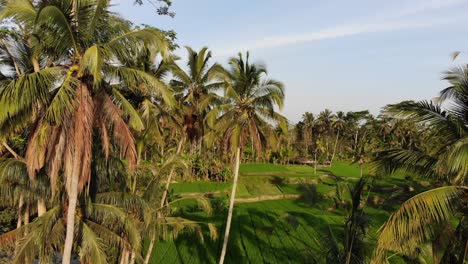 Drone-shot-of-a-field-in-Bali-on-a-hazy-morning