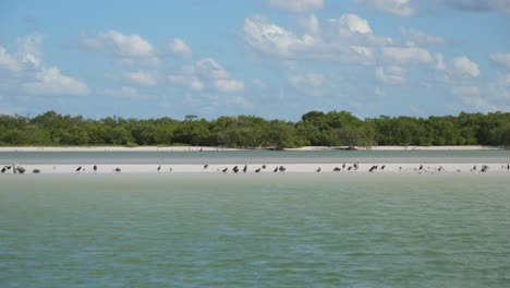 Einspielung,-Vogelzupfen-Auf-Der-Sandbank-Von-Baja-Sur,-Mexiko,-Malerischer-Blick-Auf-Mangrovenwald-Und-Blauer-Himmel-Im-Hintergrund