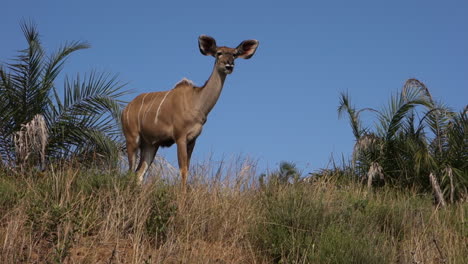 Vaca-Kudu-En-El-Parque-Nacional-Del-Sur-De-África