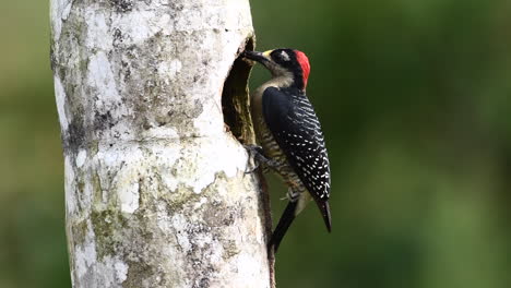 Black-cheeked-woodpecker-male-deeping-out-a-hole-in-a-tree