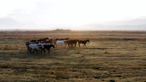 Plain-With-Beautiful-Horses-During-Sunrise-In-Kayseri,-Turkey---drone-shot
