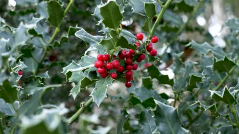 Motion-shot-red-holly-berries-on-frost-tree-branch,-Close-up