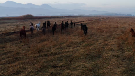 Wild-Horses-Running-On-Scenic-Landscape-Near-Hürmetci-Village,-Between-Cappadocia-And-Kayseri,-Turkey---drone-shot