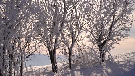Schnee-Fällt-Langsam-Ab-Und-Schmilzt-Von-Einem-Kleinen-Baum-In-Der-Winterlandschaft
