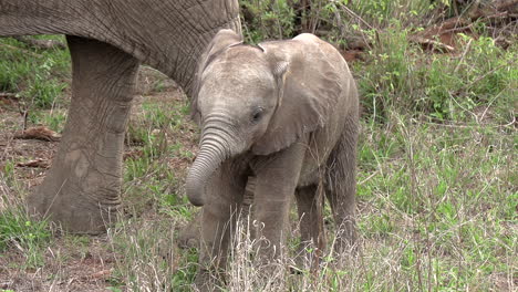 A-baby-elephant-stands-at-its-mother's-feet-while-eating-grass-at-the-Greater-Kruger-National-Park-in-Africa