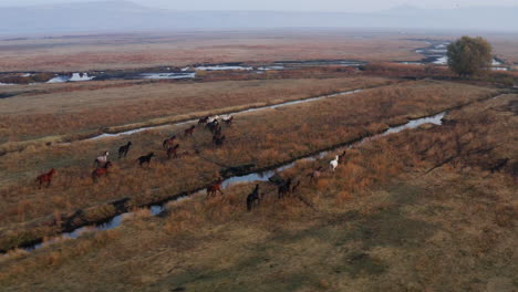 Beautiful-wild-horses-running-in-the-open-Kayseri-area-at-sunrise-in-Turkey