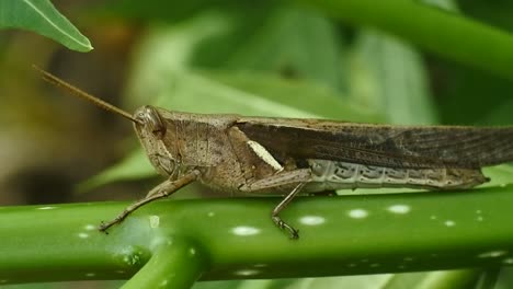 macro-footage-of-a-grasshopper-on-a-leaf