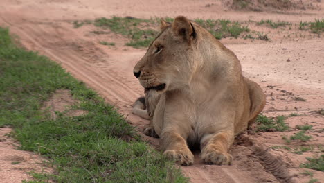 Lioness-rests-on-sandy-grassy-ground,-turns-head,-close-frontal-view