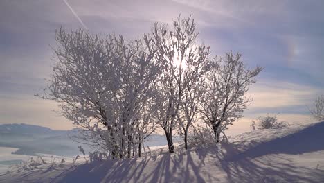 Wide-open-view-of-beautiful-trees,-silhouetted-against-sun-and-blue-sky-in-winter