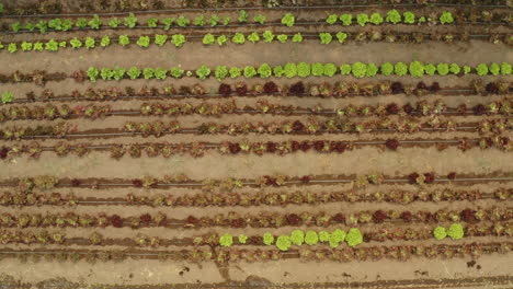 Organic-lettuce-farm-plantation-in-a-rural-countryside,-rising-rocket-drone-shot