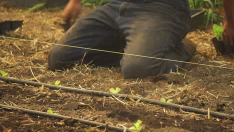 Männliche-Hände,-Die-Den-Schmutzboden-Bearbeiten-Und-Junge-Organische-Salatpflanzen-Pflanzen