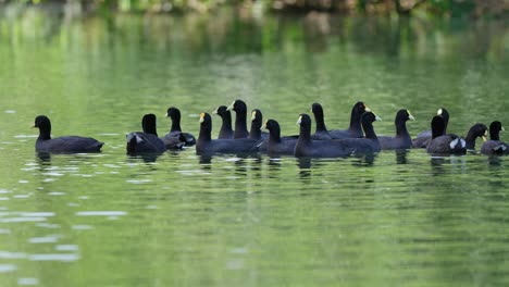 Large-group-of-mix-red-gartered-coot,-fulica-armillata-and-white-winged-coot,-fulica-leucoptera-floating-on-the-wavy-lake-with-beautiful-green-water-reflection-on-a-sunny-day