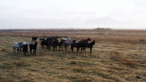 Wild-Horses-On-The-Idyllic-Landscape-Of-Kayseri-In-Turkey-At-Sunrise---drone-shot