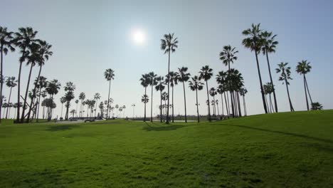 Palm-trees-at-a-park-in-Venice-Beach