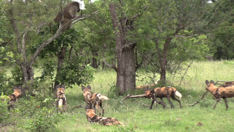 Baboon-jumps-down-from-tree,-surrounded-by-pack-of-African-wild-dogs