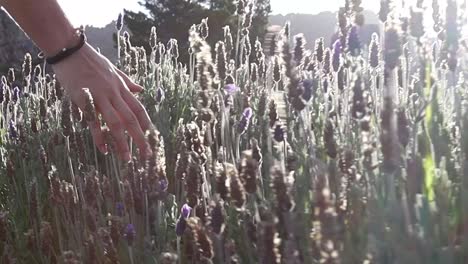 Hand-brushing-through-lavender-flowers