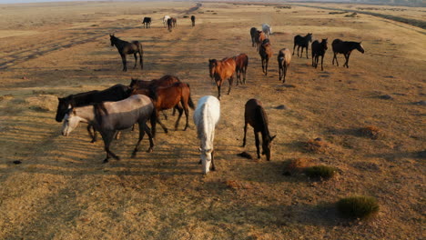 Herd-Of-Wild-Horses-Grazing-On-The-Vast-Pasture-In-The-Countryside-Of-Kayseri-In-Cappadocia,-Turkey