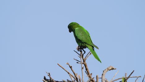 Wildlife-nature-shot-of-solo-white-eyed-parakeet