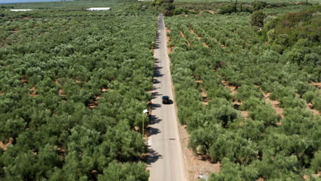 Scenic-View-Of-Car-Traveling-Across-The-Road-With-Lush-Olive-Trees-In-Peloponnese,-Greece