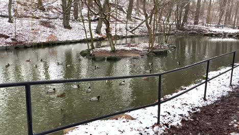 snowing-outside-on-duck-pond-in-park