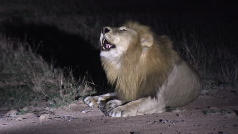 Close-view-of-male-lion-lying-down-and-roaring-at-night,-spotlight