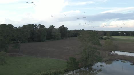 Camera-is-flying-with-a-flock-of-birds-circling-in-a-pasture
