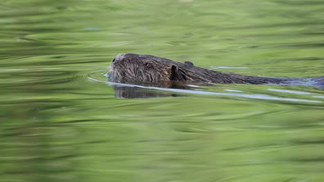 Cinematic-telephoto-closely-zoomed-footage-of-nutria,-myocastor-coypus-swimming-freely-in-its-natural-habitat-in-the-river-surrounded-by-green-leafy-environment-beautifully-reflected-on-water-surface