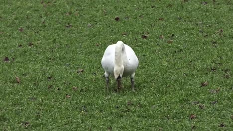 White-swan-seen-from-the-front-grazing-in-a-meadow
