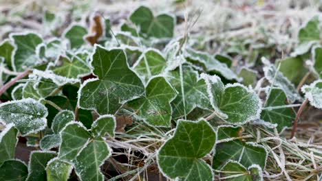 Motion-Dolly-right-Wild-ivy-frost-on-winter-morning,-low-angle-Nature