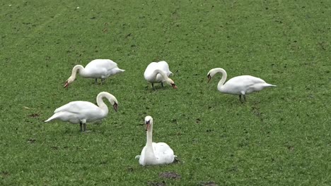 Group-of-white-swans-grazing-in-a-green-meadow