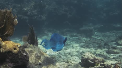 Ein-Blauer-Fisch,-Der-Unter-Wasser-Schwimmt,-Obwohl-Das-Meer