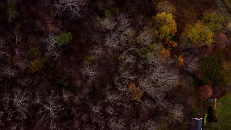 Draufsicht-Auf-Bäume-Mit-Herbstlichem-Laub-In-Der-Landschaft-Von-Mittelnorwegen