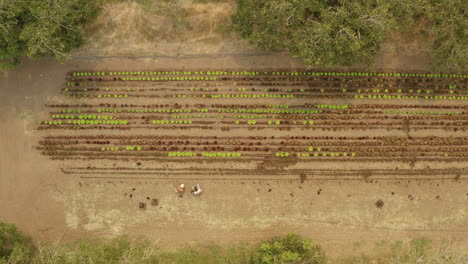 Wide-aerial-shot-of-a-lettuce-plantation-with-agronomist-and-scientist-working