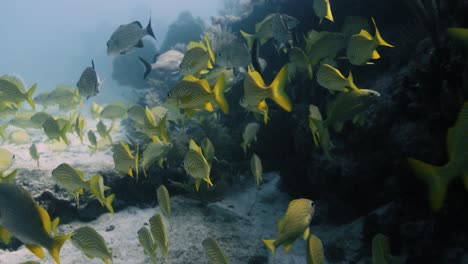 Schwimmen-Durch-Eine-Große-Gruppe-Bunter-Fische-An-Einem-Korallenriff-In-Der-Nähe-Von-Florida
